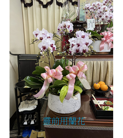 B粉白喪