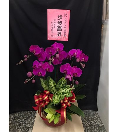 B5紅喜
