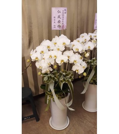 C白喪