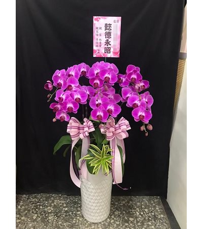 C5粉喪