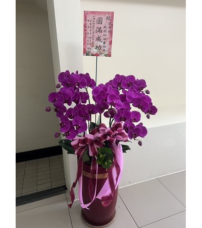 C5粉喜