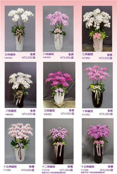 蘭花目錄